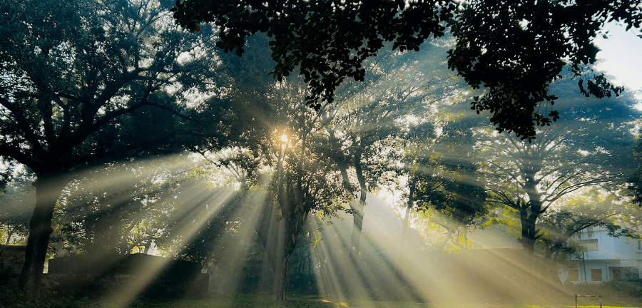 baum licht awakening 2